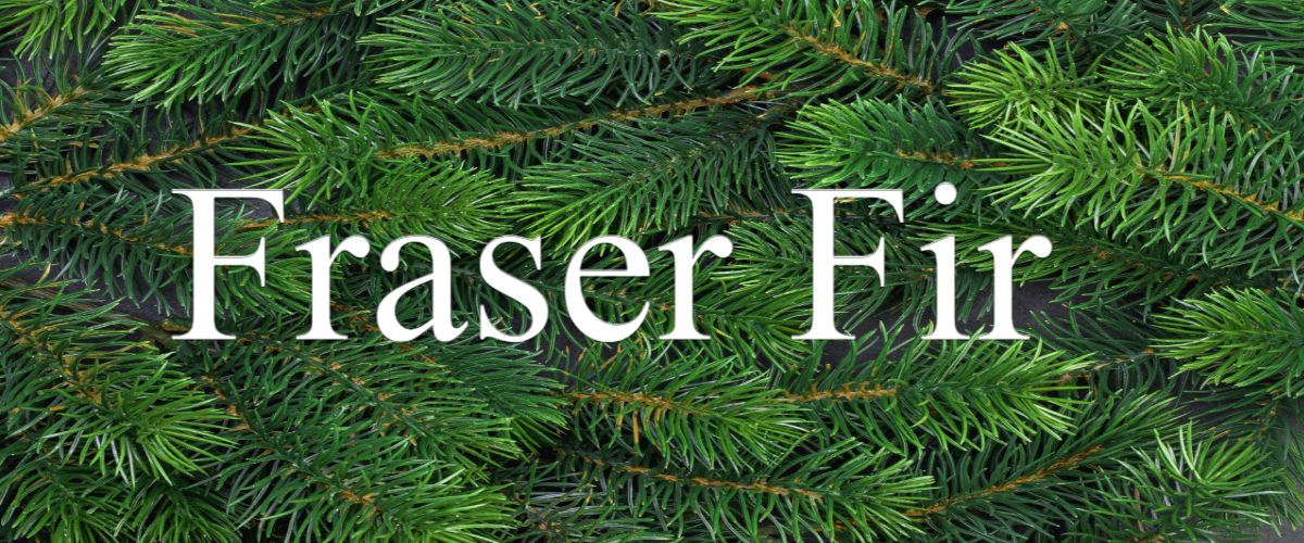 Fraser Fir Christmas Trees from Pines and Needles