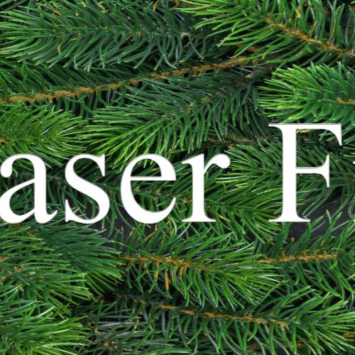 Fraser Fir Christmas Trees from Pines and Needles