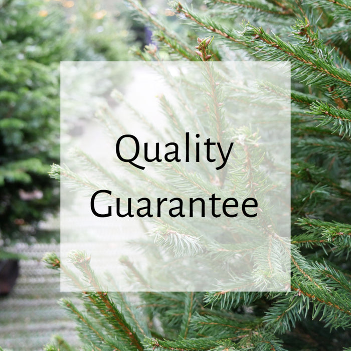 Our Christmas Tree Guarantee