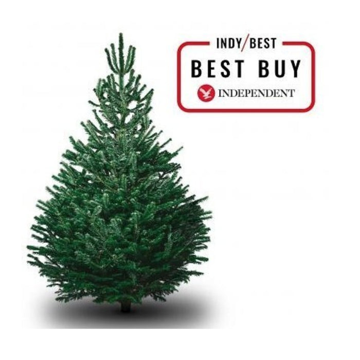 Pines and Needles has been voted the best Christmas Trees!