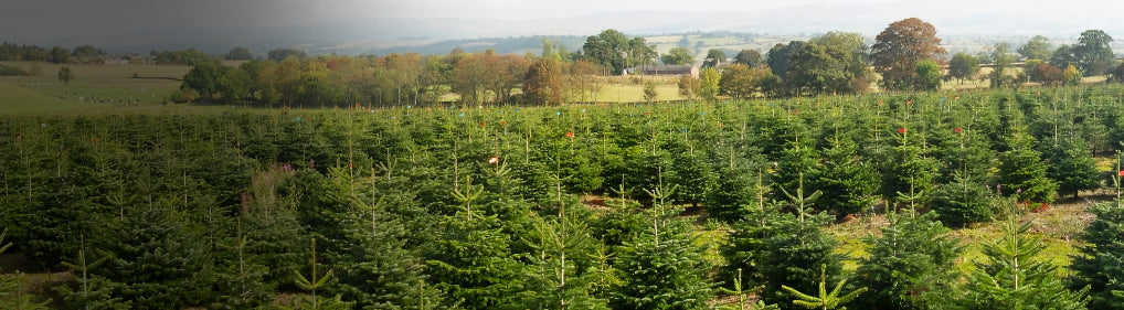 Being Carbon Neutral with Pines and Needles