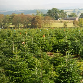 Being Carbon Neutral with Pines and Needles