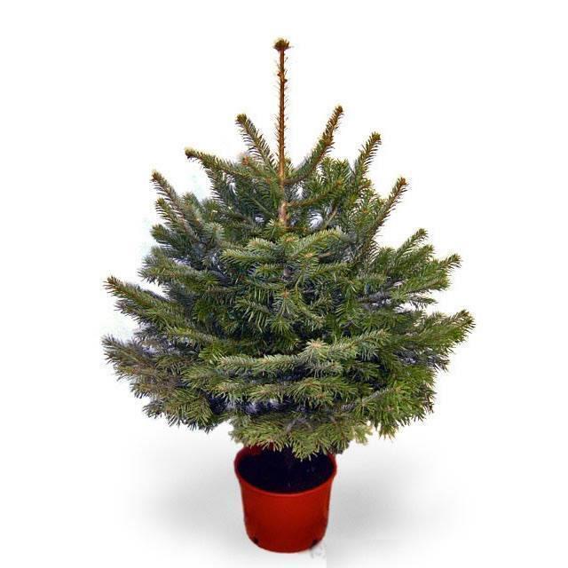 Pot Grown  Fraser Fir from Pines and Needles