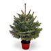 3ft Pot Grown Fraser Fir