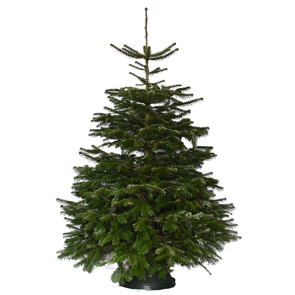 5ft Value Nordmann Fir Christmas Tree | Pines and Needles