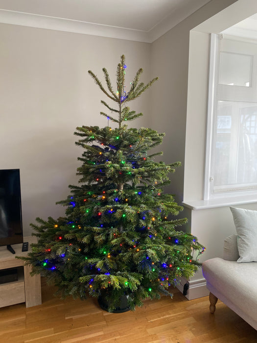 Value Nordman Fir - 7ft