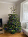 Value Nordman Fir - 7ft