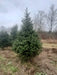 Fraser Fir Christmas Tree in a Plantation with Pines and Needles