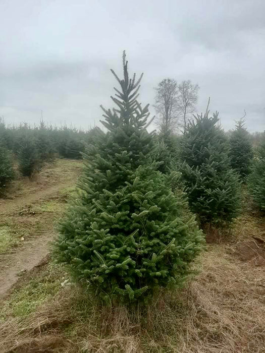 Fraser Fir Christmas Tree in a Plantation with Pines and Needles