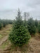 Fraser Fir Christmas Tree in a Plantation with Pines and Needles