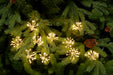 20 Warm White Starburst Twinkling Lights, 400 LED from Pines and Needles