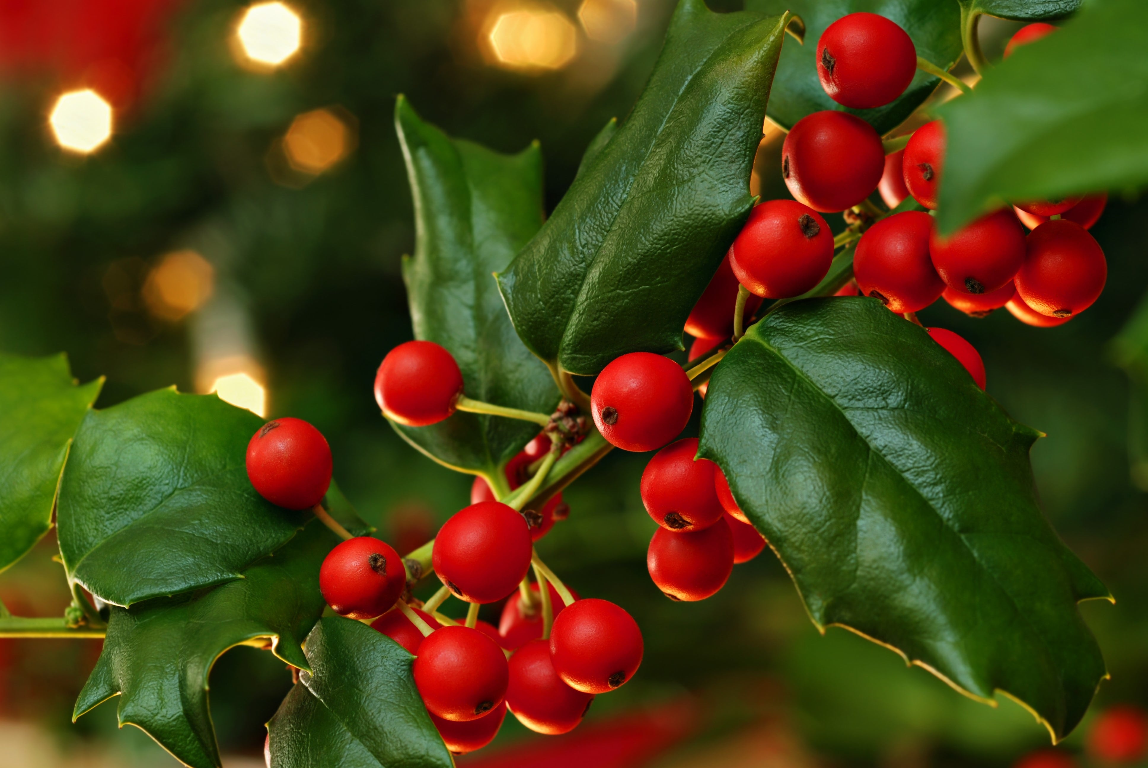 Real Holly Bunches for Christmas