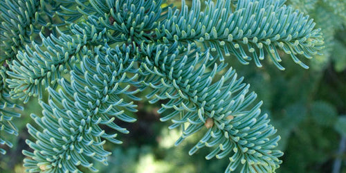 5ft Noble Fir Christmas Tree from Pines and Needles