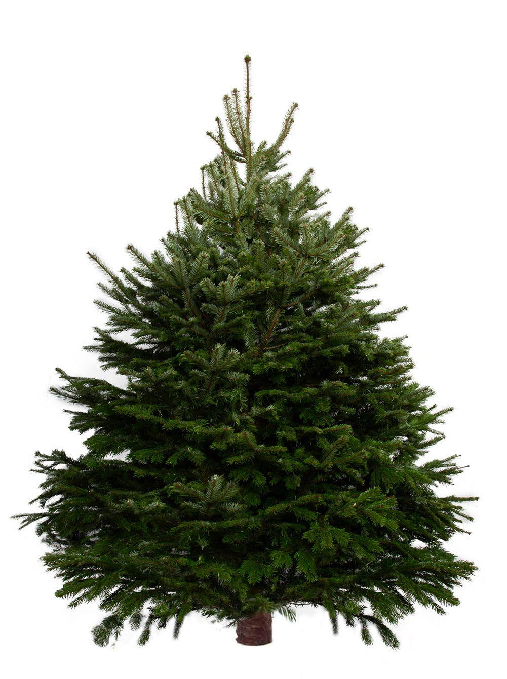 10ft meadow fir tree hotsell