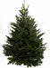 12ft Nordmann Fir Christmas Tree from Pines and Needles