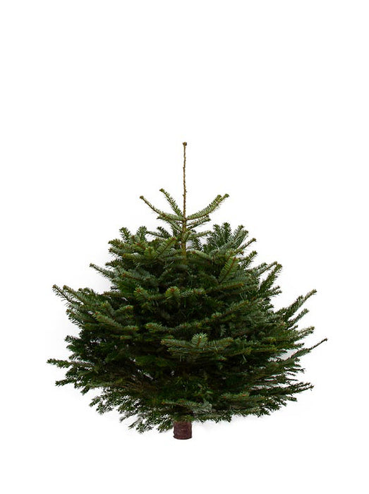 4ft Nordmann Fir Christmas Tree from Pines and Needles