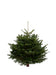 4ft Nordmann Fir Christmas Tree from Pines and Needles