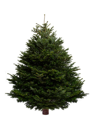 Real Christmas Trees Delivered and Decorated | Pines and Needles
