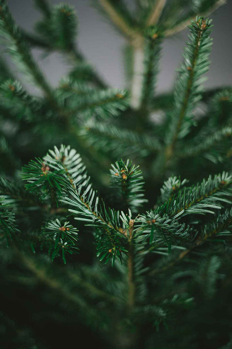 Close up of the 12ft Nordmann Fir Christmas Tree from Pines and Needles