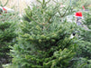 Nordmann Fir Christmas Tree Selection from Pines and Needles