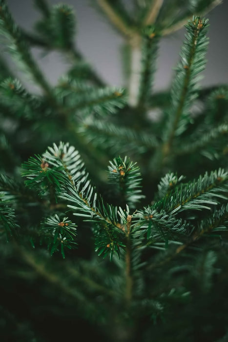 Nordmann Fir Christmas Trees and its pines from Pines and Needles