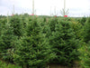 Nordmann Fir Christmas Tree Plantation from Pines and Needles