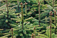 Nordmann Fir Christmas Trees from Pines and Needles